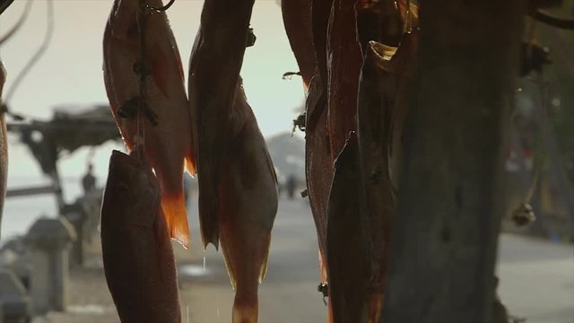 close up still shot of fresh bonga shad fish, hang by strings tied on their mouths, dangle, water sprinkled on them, at shanty stall structure, close to ocean, sunset rays hitting their back, busy