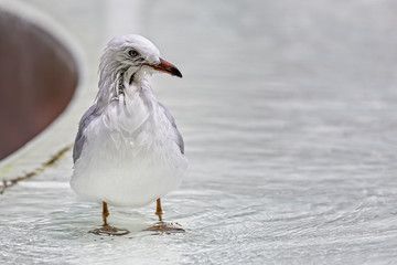 Obraz premium Wet and bedraggled Silver Gull (Chroicocephalus novaehollandiae)