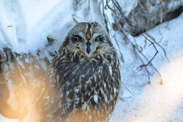 Short-eared Owl. 
