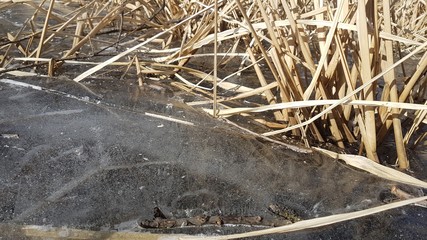 Obraz premium Reed lyod