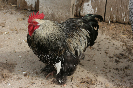 Marco Pollo