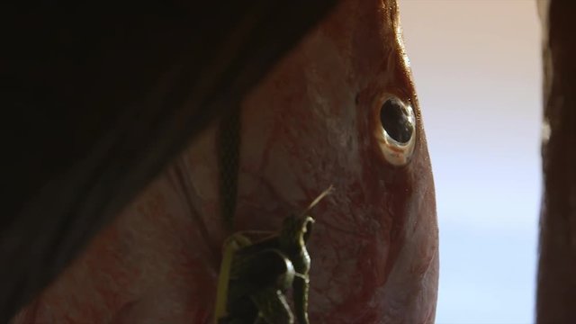 Extreme close up, still shot of bonga fish head, swinging glowing black eyes, head, hit by evening sun rays that gives it a light brown appearance, partially covered by stall's timber, synthetic
