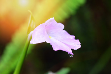 pink flowers blooming with drops in nature rainforest