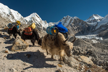 Yaks carrying heavy goods to Everest Base Camp in Himalaya - Sagarmatha National Park, Khumbu...