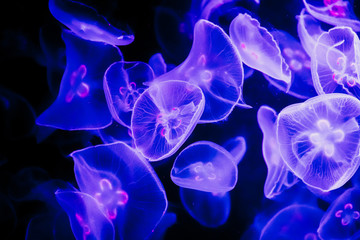 Jelly Fish in Water