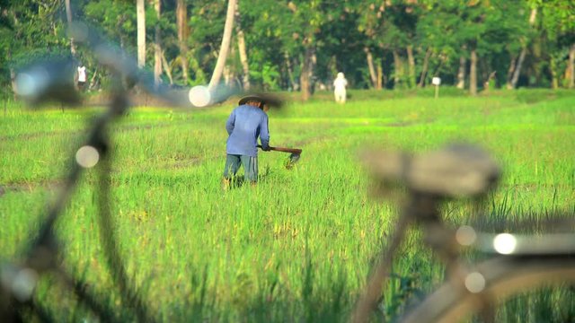 Workers bicycle by male manual farmer irrigating rice field Java Indonesia 
