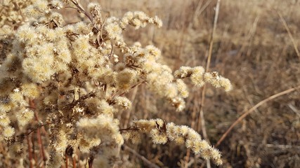 Deadwood in the field