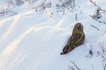 Short-eared Owl. 