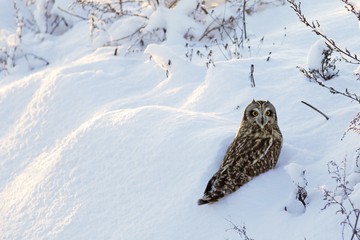 Short-eared Owl. 