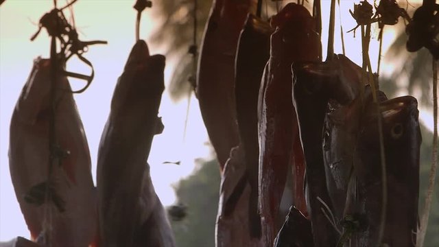 close-up  low angle steady shot on a fine sunny evening of o-sale fresh bonga shad fish at a stall next to a main road, Conakry, Guinea. The catch, held by strings tied to their gapping mouths b