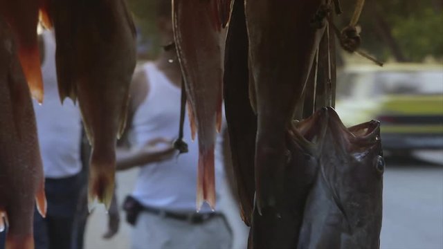 Extreme close-up  tilting shot on a fine day of fresh bonga shad fish displayed for sale by the roadside, Conakry, Guinea. Their widely opened mouths tied in pairs by   thin ropes, hanging , dangl