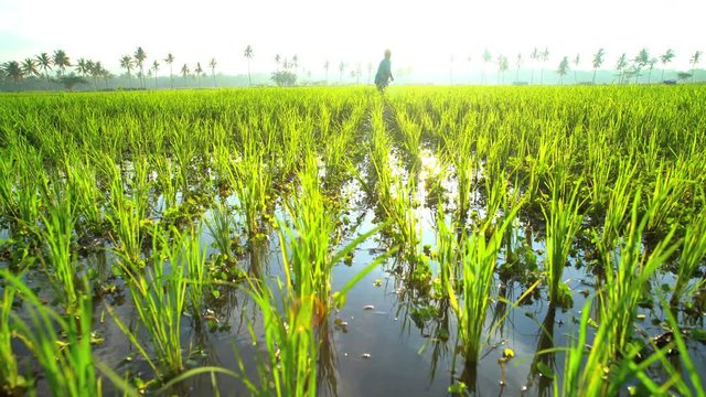 Female manual worker with irrigation tool farming Indonesian rice fields Java 