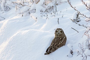 Short-eared Owl. 