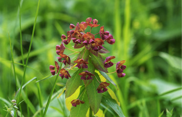 Subalpine wild flowers sommer.