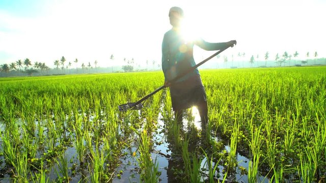Manual female worker with irrigation tool farming Indonesian rice fields Java 