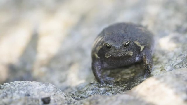 South African Black rain frog sitting on a rock and then walking towards camera
