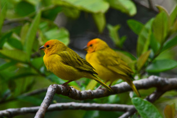 Canarios