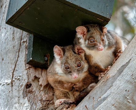 Two Ring-tailed Possums (Pseudocheirus peregrinus)