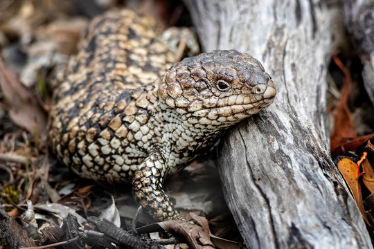 Shingleback Lizard (Tiliqua Rugosa)