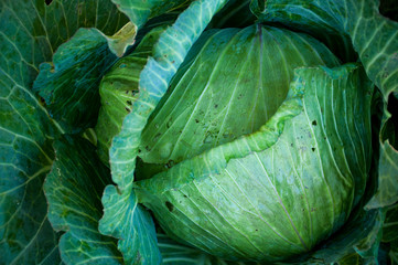 Close up green Cabbage damage insect hole drop water top view background