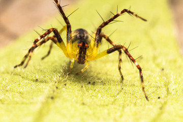 Hamataliwa spider on yellow background leaf