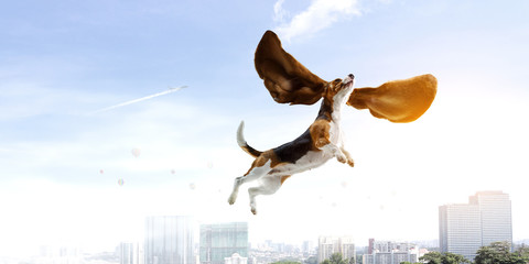 Dog fly in sky © Sergey Nivens