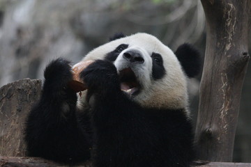 Obraz premium Little Cute Panda Cub eating Pumpkin, Chengdu, China