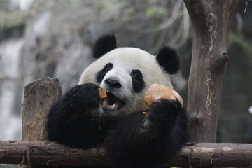 Obraz premium Little Cute Panda Cub eating Pumpkin, Chengdu, China