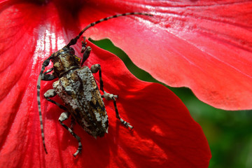 Escarabajo