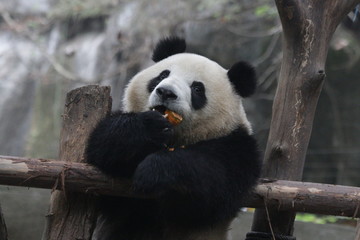 Fototapeta premium Mała słodka panda jedząca dynię, Chengdu, Chiny