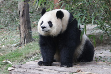 Funny Giant Panda , Chengdu, China