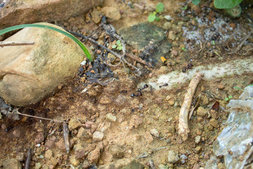 Red imported fire ant,Action of fire ant
