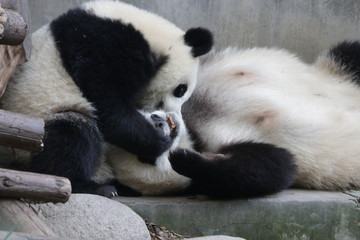 Precioud Moent of Love, Mother Panda and her Cub, Little cub is trying to wake up her mom, Chengdu, China