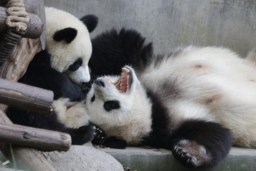 Fototapeta premium Precioud Moent of Love, Mother Panda and her Cub, Little cub is trying to wake up her mom, Chengdu, China