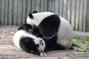 Precious Moment, Bonding of Love, Mother Panda is Playing with her Cub Gently, Chengdu, China