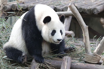 Fototapeta premium Mother Panda name Xiao Yatou, Chengdu, China