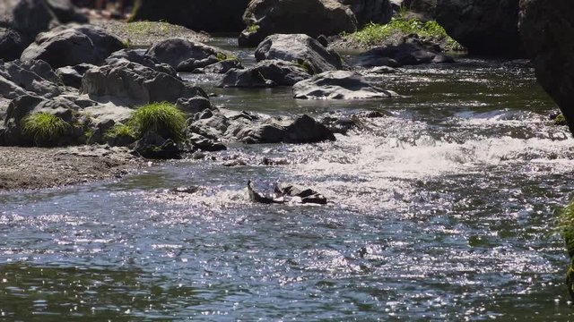吾妻峡の岩場と入間川の流れ