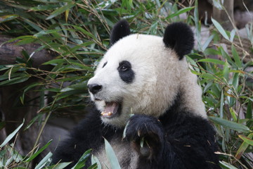 Cute Panda Bear eating Bamboo leaves