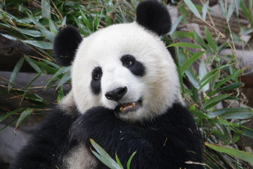 Fototapeta premium Close Up Sweet Female Panda, Xiao YaTou, Chengdu, China