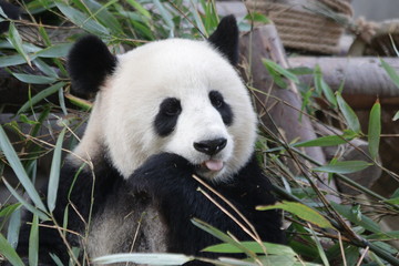 Beautiful Sweet Female Giant Panda, China