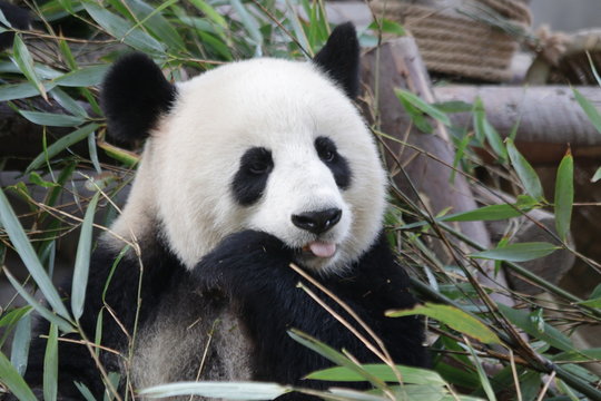 Beautiful Sweet Female Giant Panda, China © foreverhappy