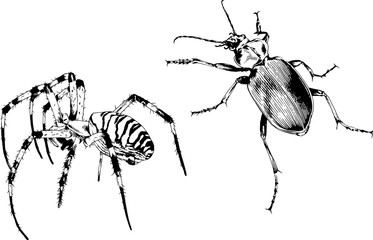 vector drawings sketches different insects bugs Scorpions spiders drawn in ink by hand , objects with no background