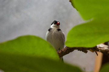 Dominikanerwitwe