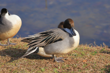 オナガガモ（オス）　Northern Pintail