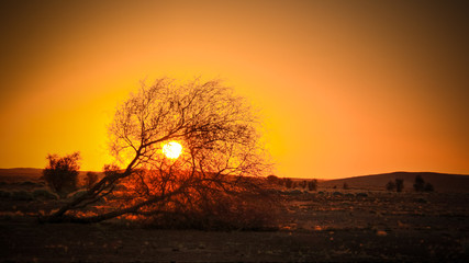 the sun rising through the branches of an acacia in the Sahara desert Ennedi, Chad