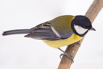 Fototapeta premium Sikora bogatka (Parus major) - ptak z rodziny sikorkowatych w naturalnym środowisku z naturalnym światłem, z bliska.