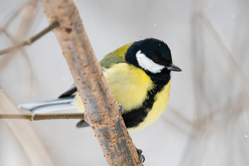Great tit (Parus major) - a bird of the titmouse family in its natural environment with natural light, close-up.