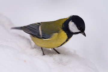 Great tit (Parus major) - a bird of the titmouse family in its natural environment with natural light, close-up.