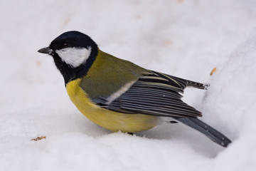 Great tit (Parus major) - a bird of the titmouse family in its natural environment with natural light, close-up.