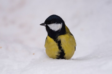 Great tit (Parus major) - a bird of the titmouse family in its natural environment with natural light, close-up.